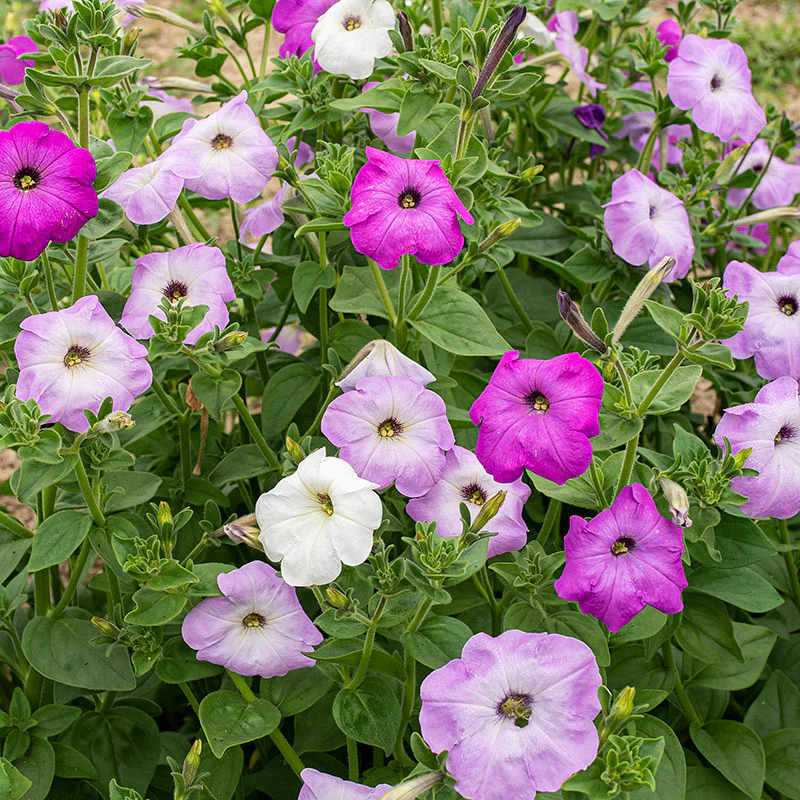Petunia 'Old Fashioned Climbing' - S1 - Image 2
