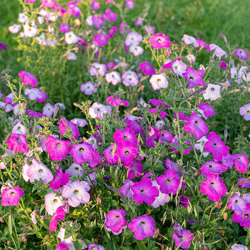 Petunia 'Old Fashioned Climbing' - S1 - Image 3