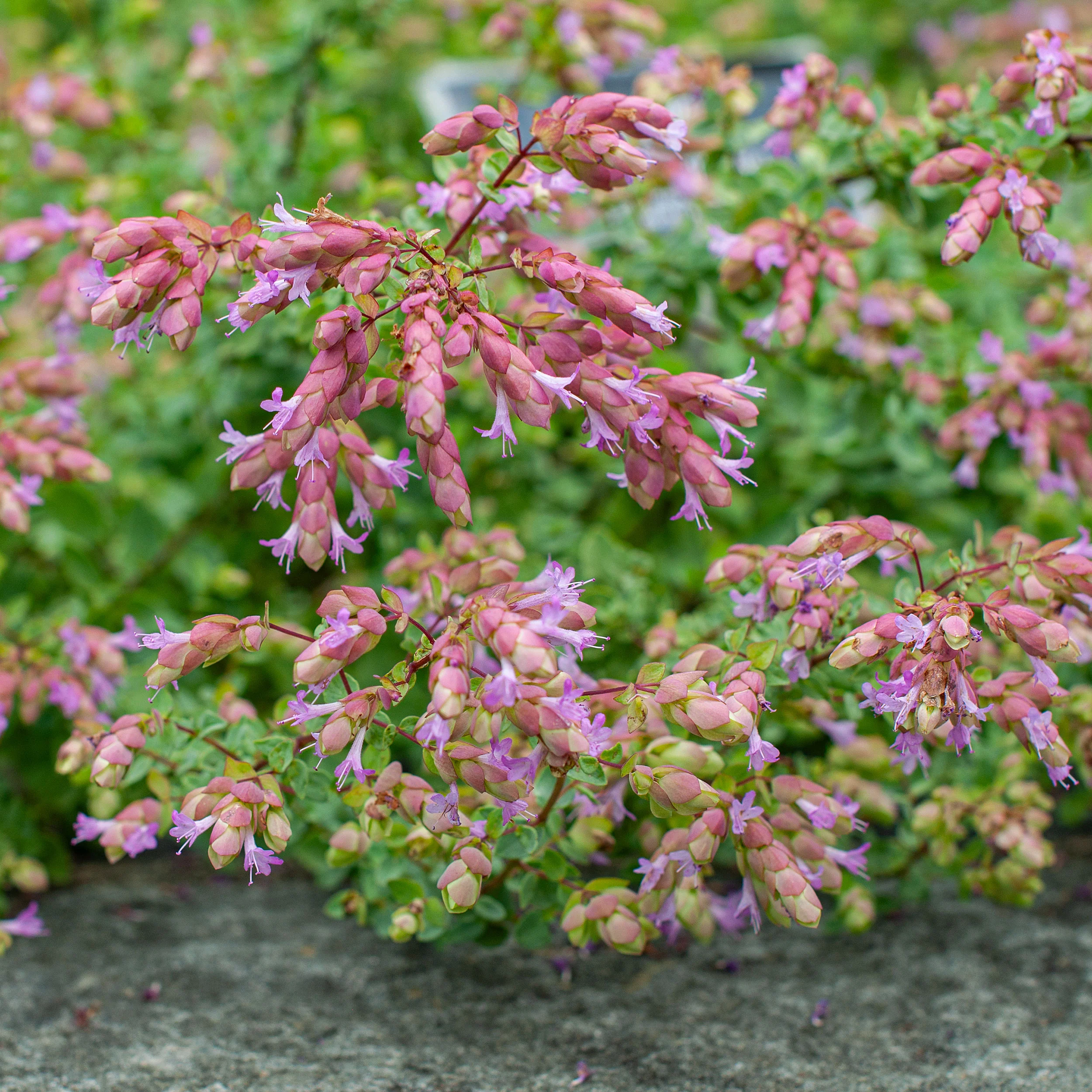 Oregano 'Bristol Cross' - S1 - Image 2