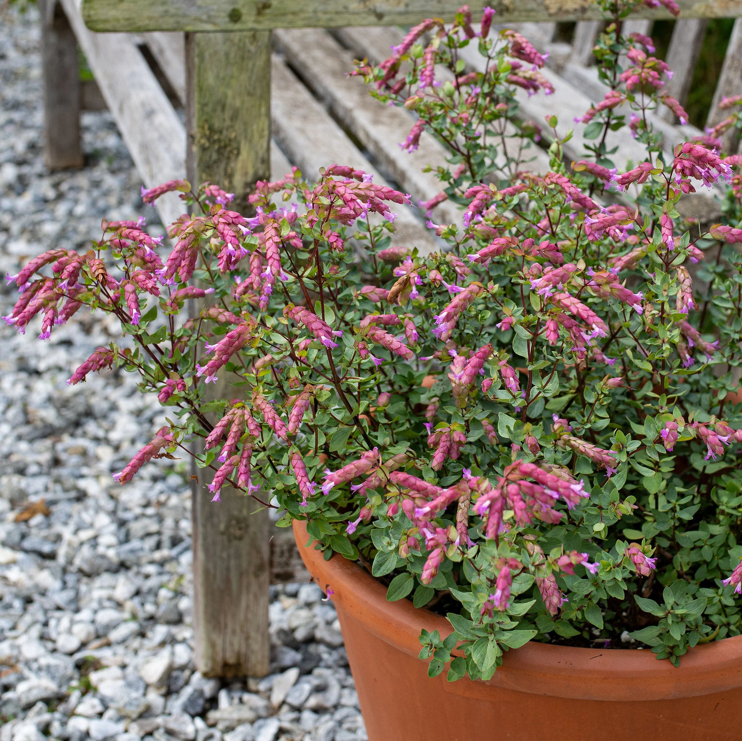 Oregano 'Bristol Cross' - S1 - Image 3