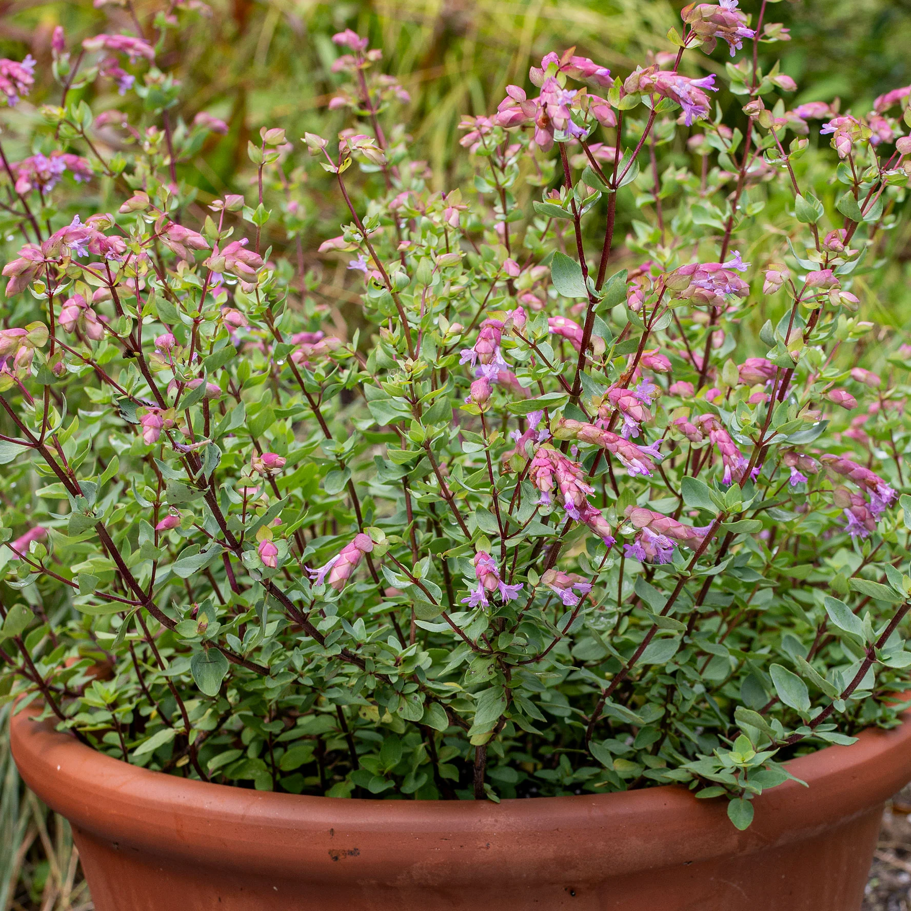 Oregano 'Bristol Cross' - S1 - Image 4