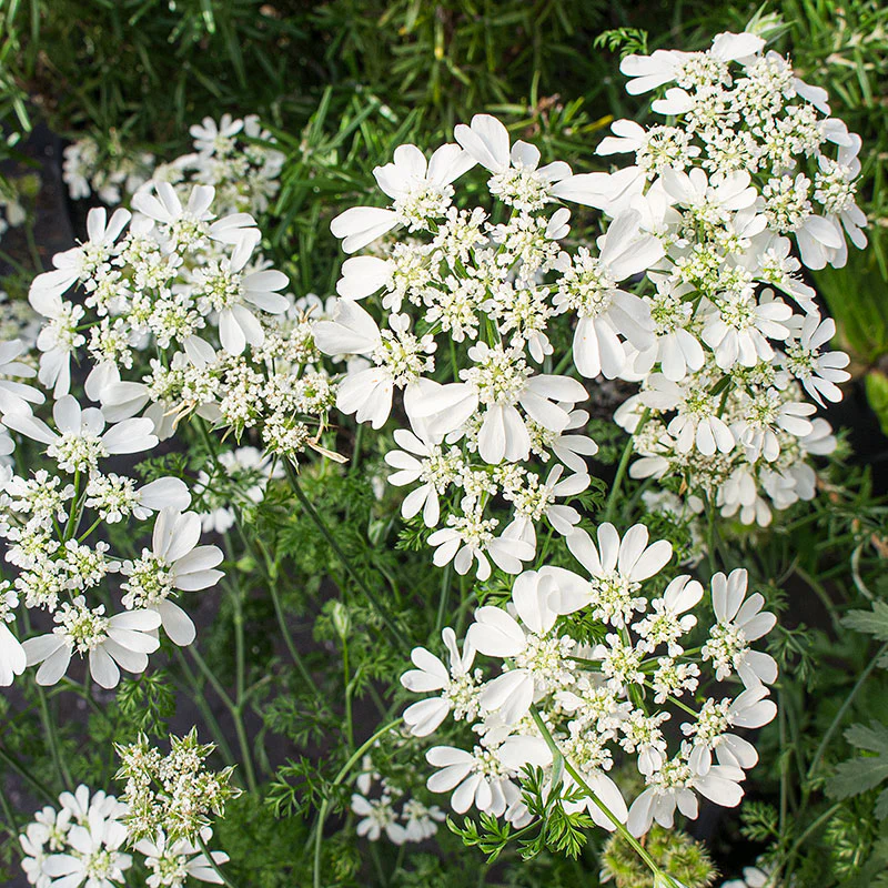 Orlaya 'White Lace' - S2 - Image 2