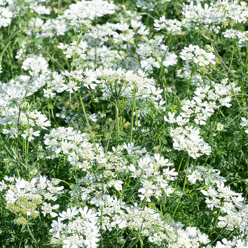 Orlaya 'White Lace' - Image 2