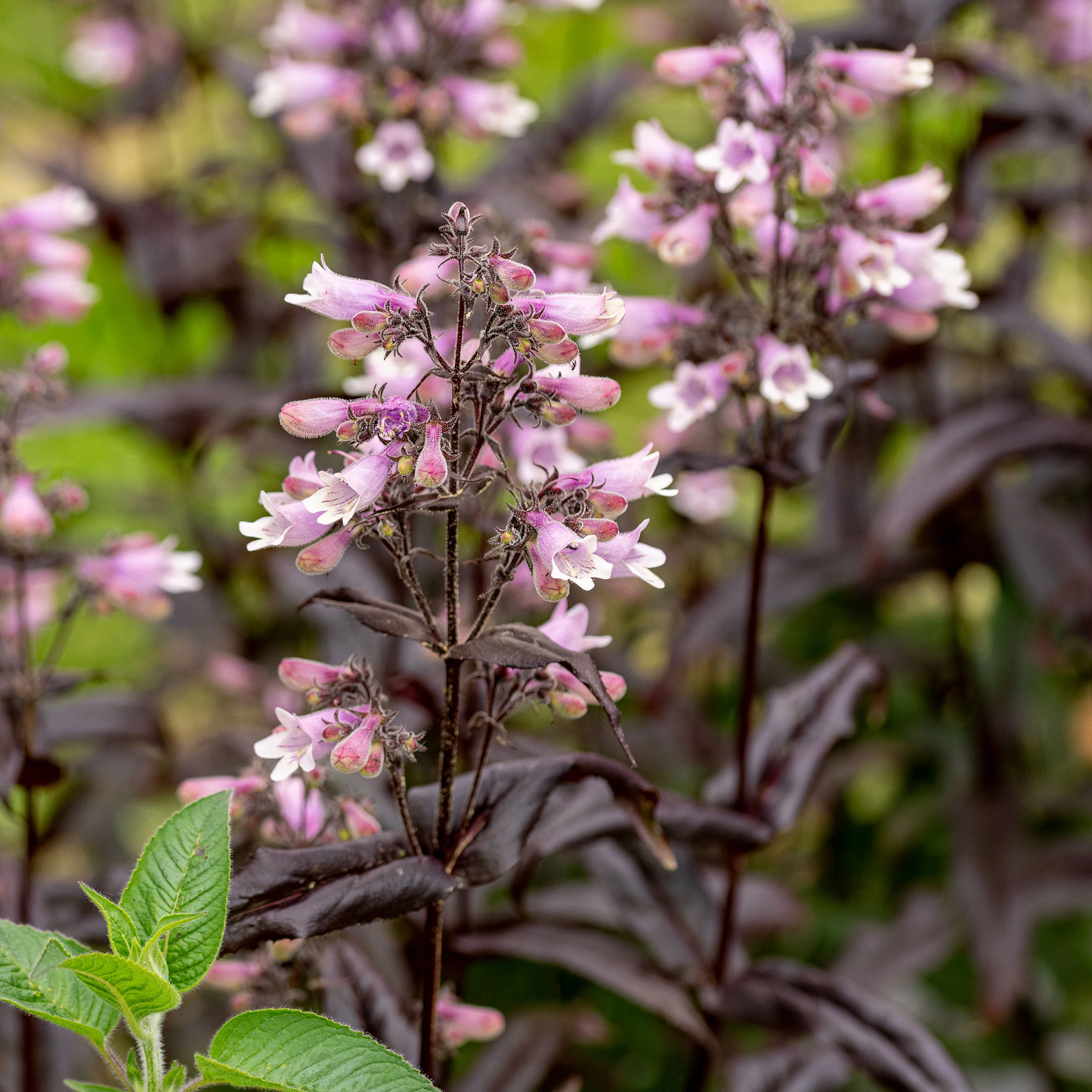 Penstemon DAKOTA™ 'Burgundy' - S1 - Image 2
