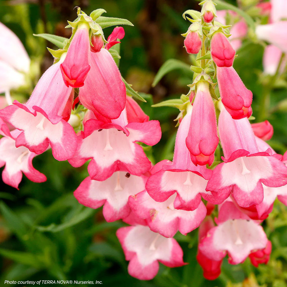 Penstemon 'Flock of Flamingos' - S1 - Image 3