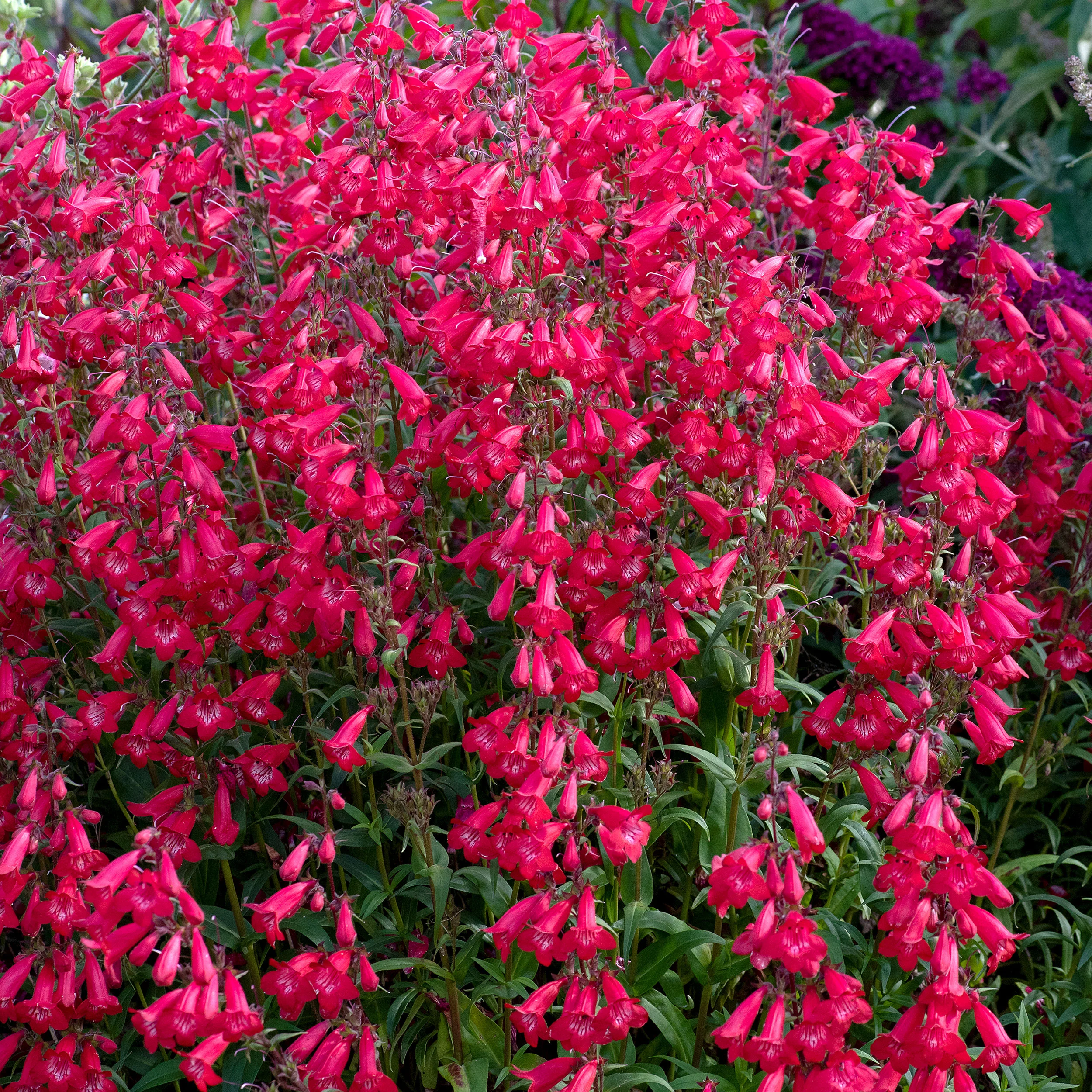 Penstemon 'Harlequin™ Red' - S1 - Image 2