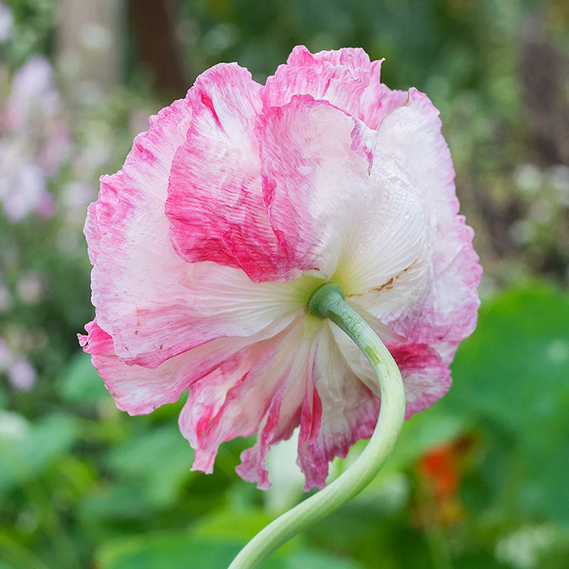 Poppy - Peony 'Flemish Antique' - Image 2