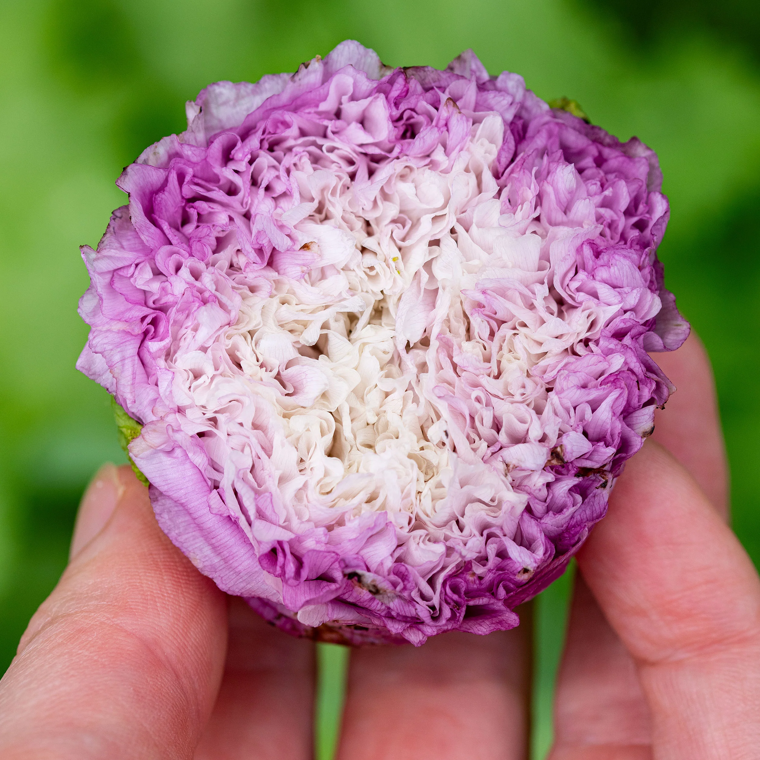 Poppy - Peony Mix - Image 2