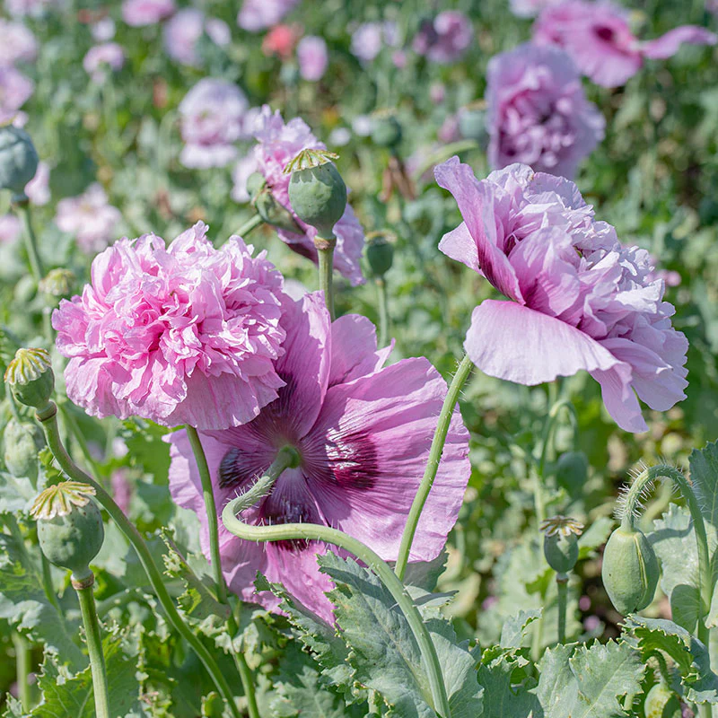 Poppy - Peony 'Purple' - Image 2