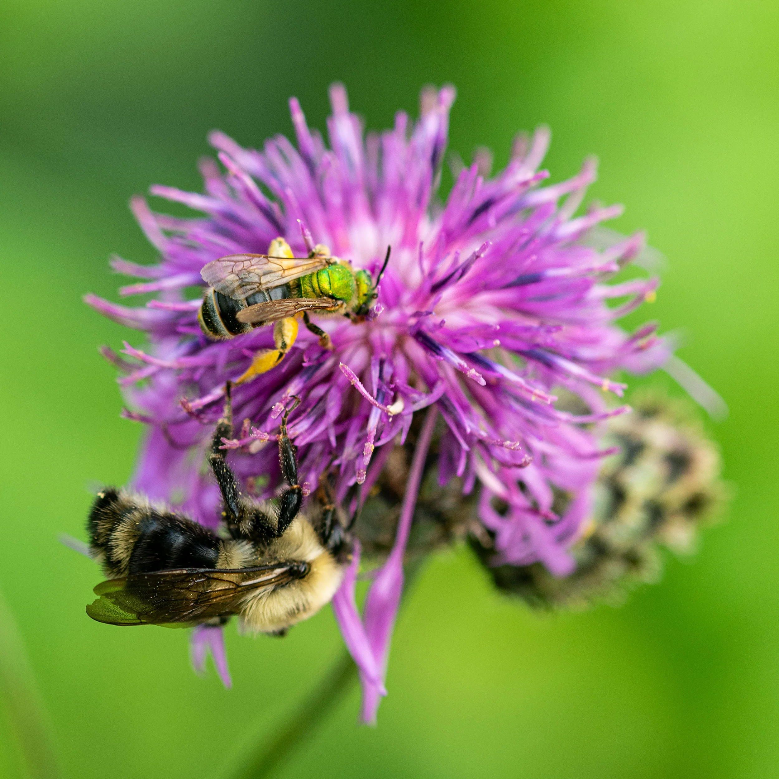 Cornflower 'Perennial Butterfly' - Image 2