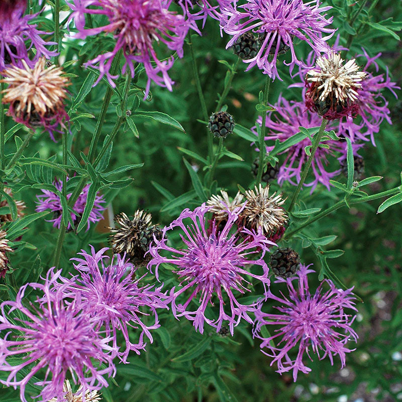 Cornflower 'Perennial Butterfly' - Image 3