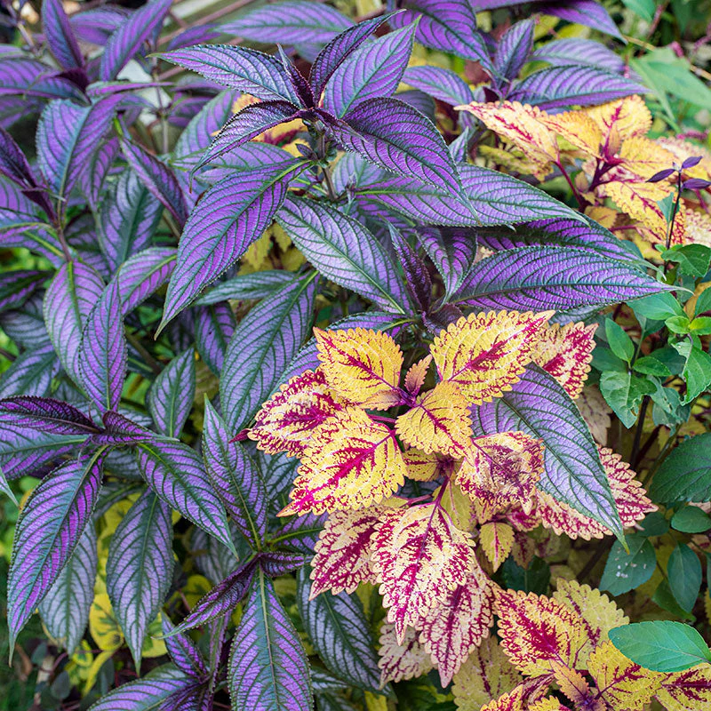 Persian Shield - S1 - Image 2