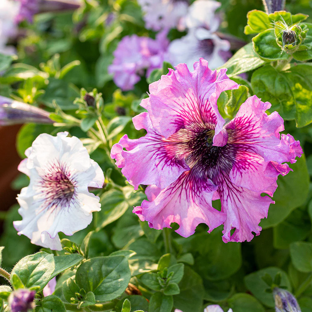 Petunia 'Černý's Superbissima Mix' - Image 2
