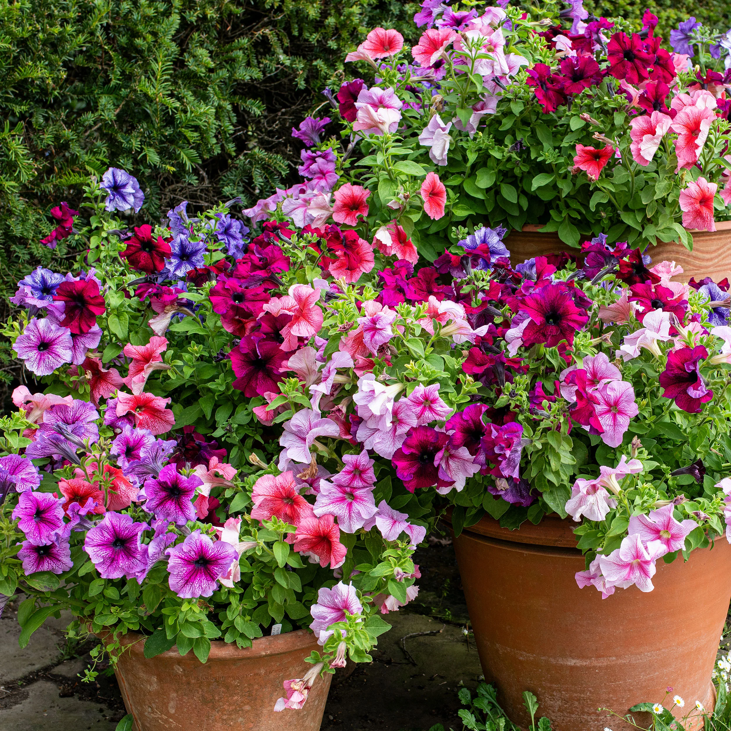 Petunia 'Daddy® Mix' F1 - Image 2