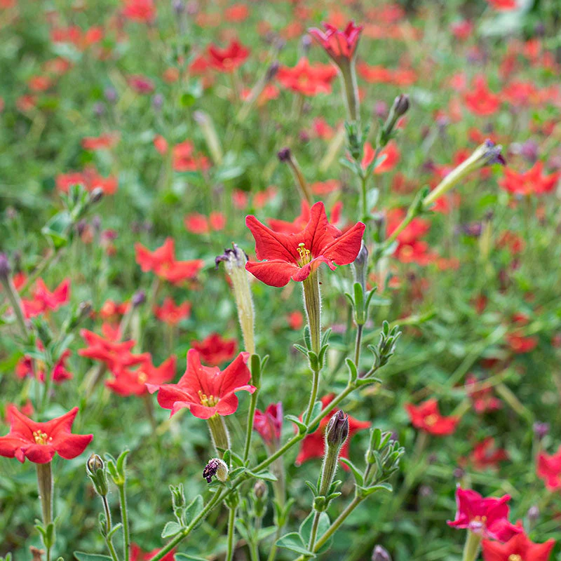 Petunia exserta - Image 2