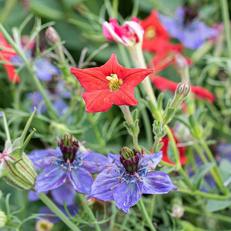 Petunia exserta - Image 3