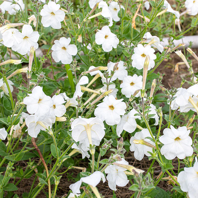 Petunia 'Rainmaster' - Image 2
