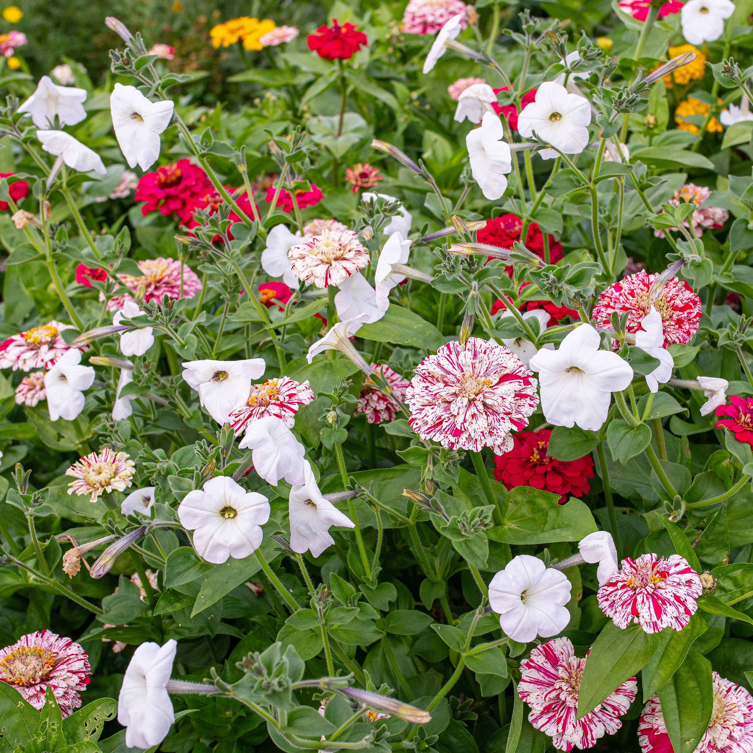 Petunia 'Rainmaster' - Image 3