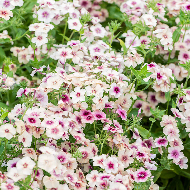 Phlox 'Cherry Caramel' - Image 2