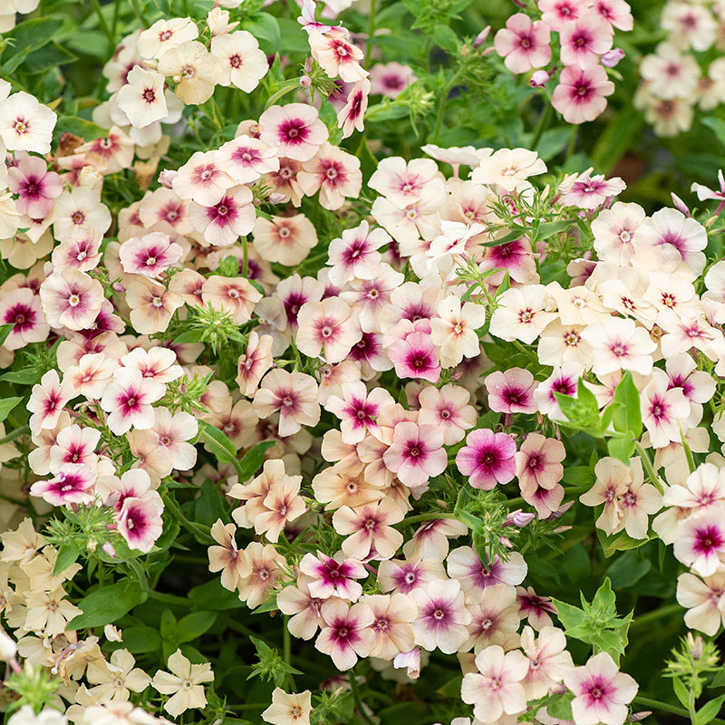 Phlox 'Cherry Caramel' - Image 3