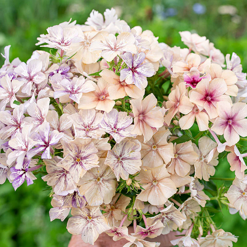 Phlox 'Crème Brûlée' - S2 - Image 2