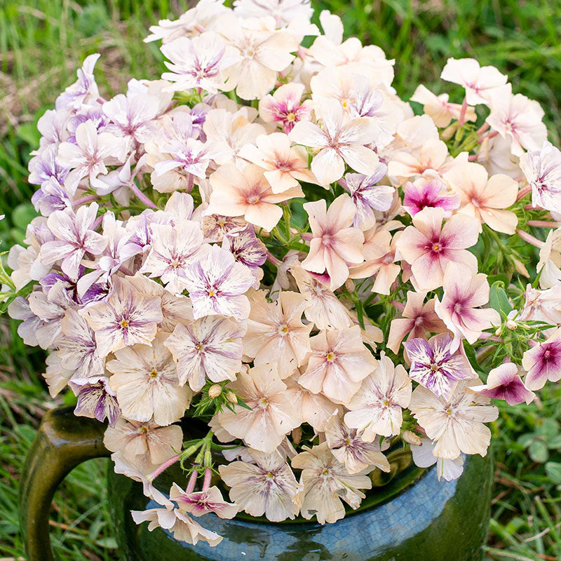 Phlox 'Crème Brûlée' - Image 2