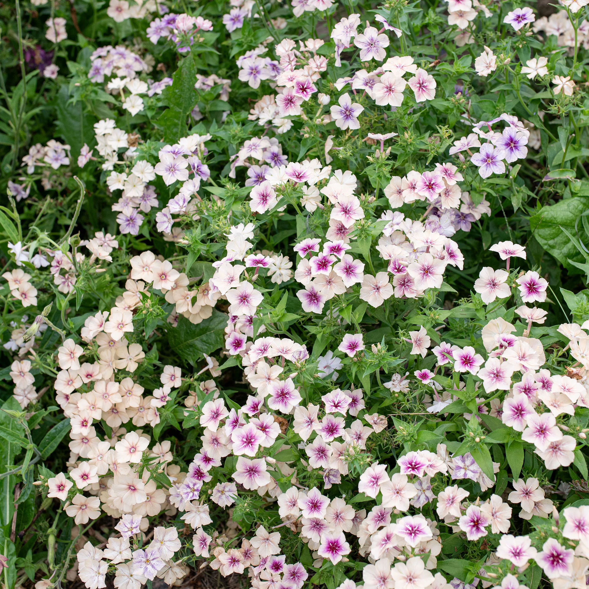 Phlox 'Crème Brûlée' - Image 3
