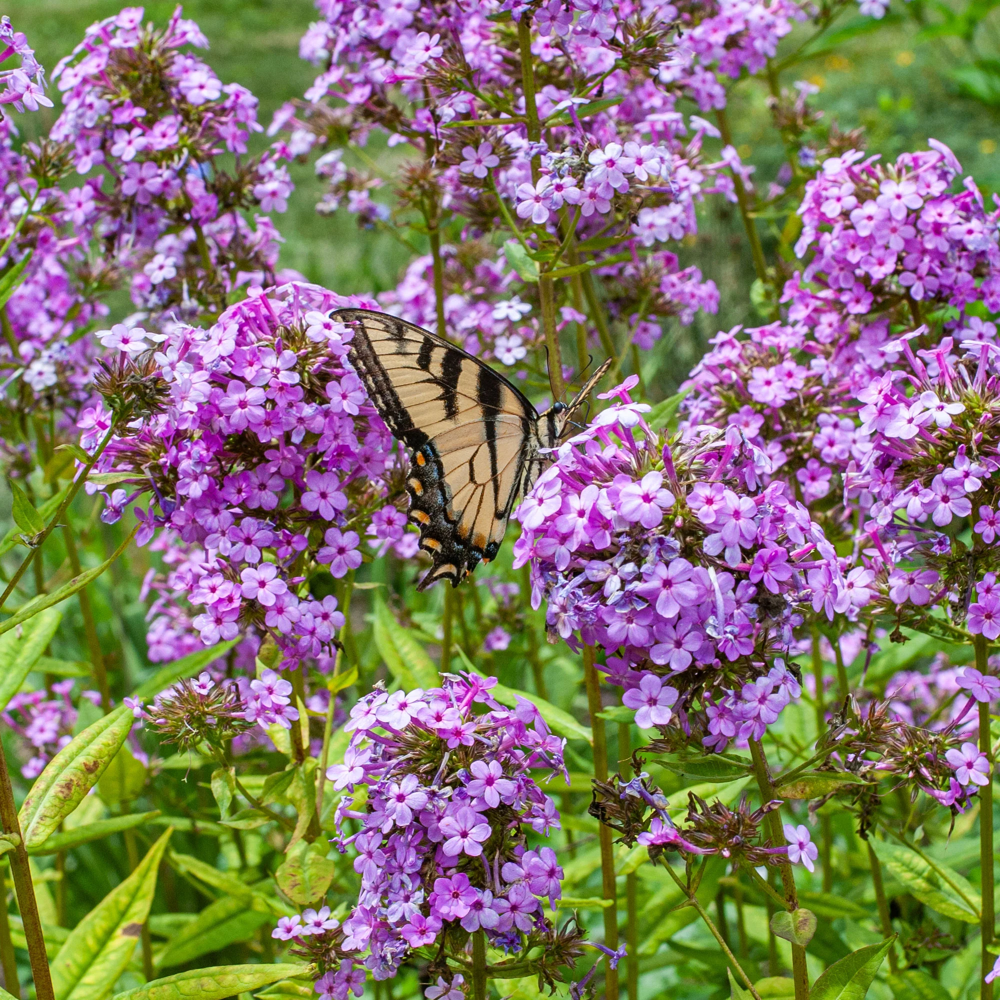 Phlox 'Jeana' - S1 - Image 3