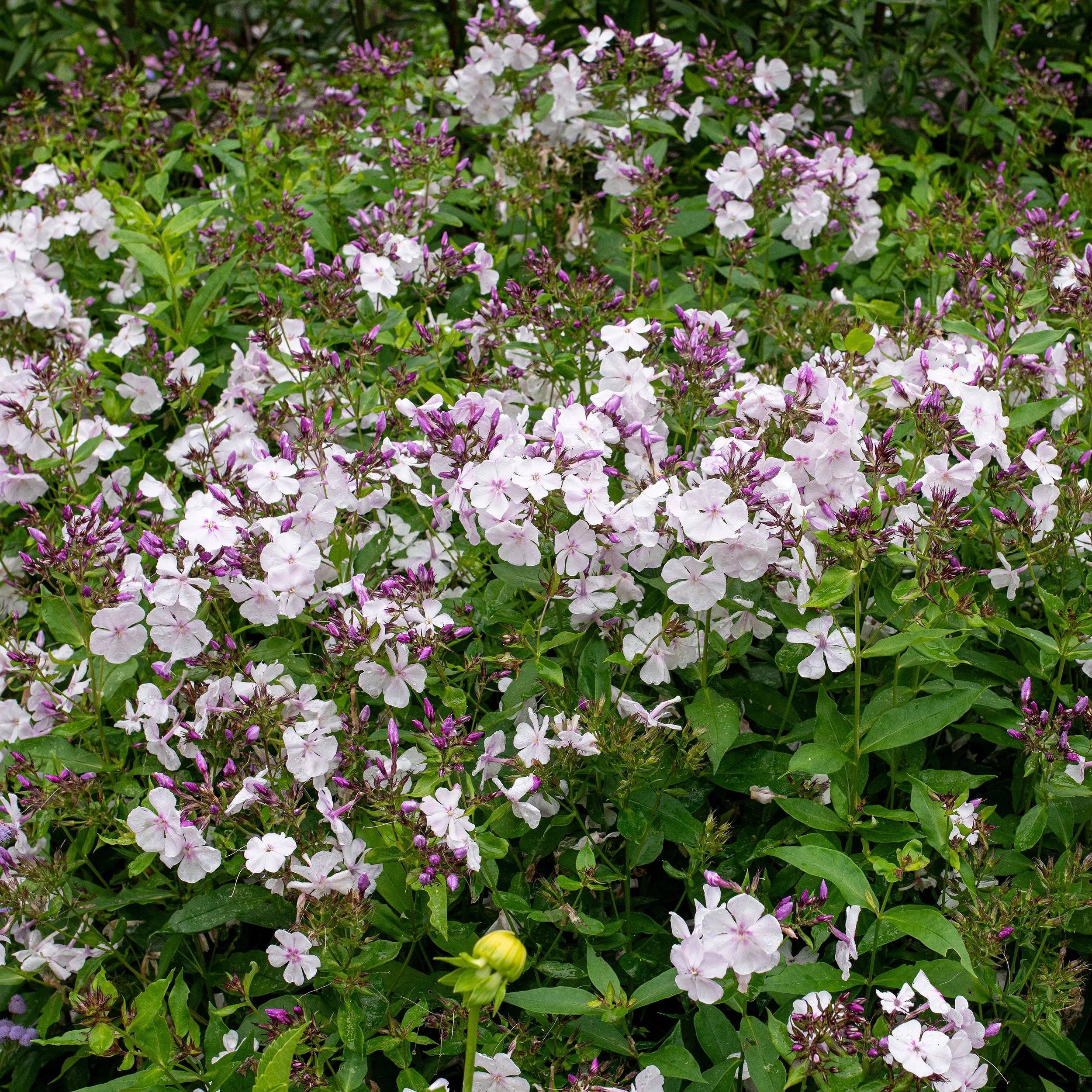 Phlox 'Party Girl' - S1 - Image 2