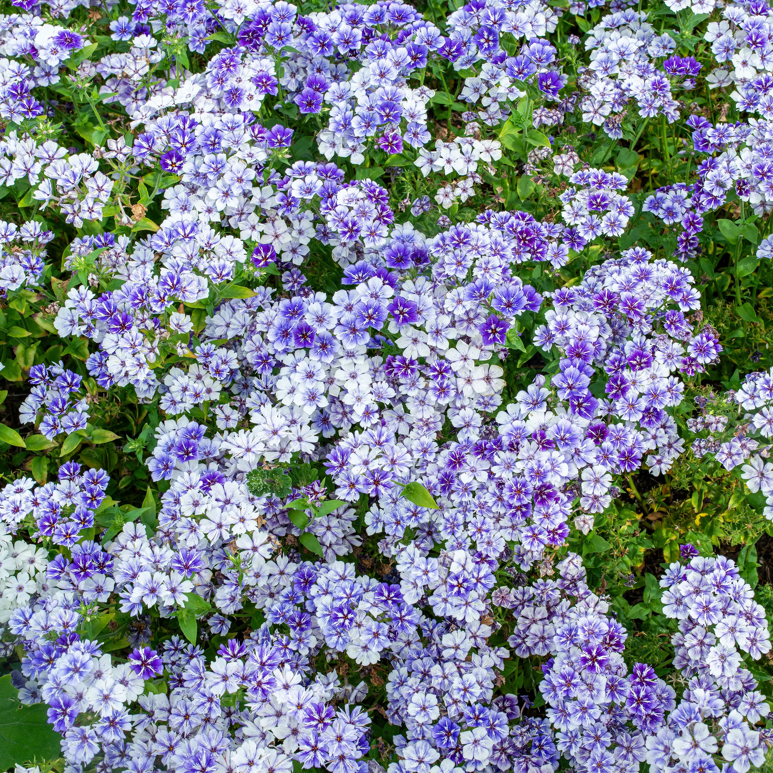 Phlox 'Sugar Stars' - Image 2