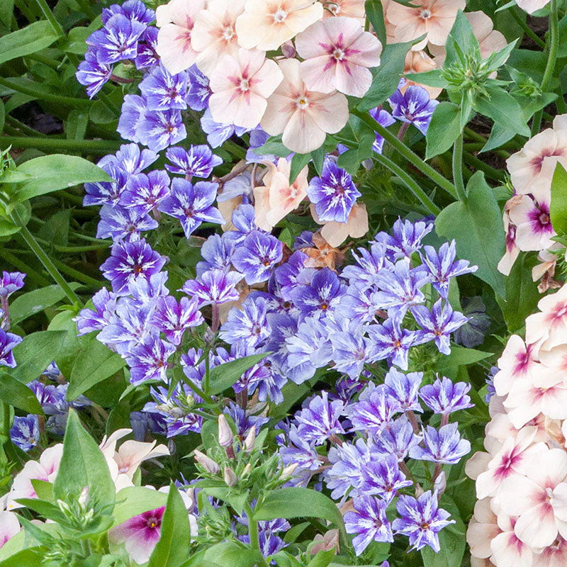 Phlox 'Sugar Stars' - Image 3