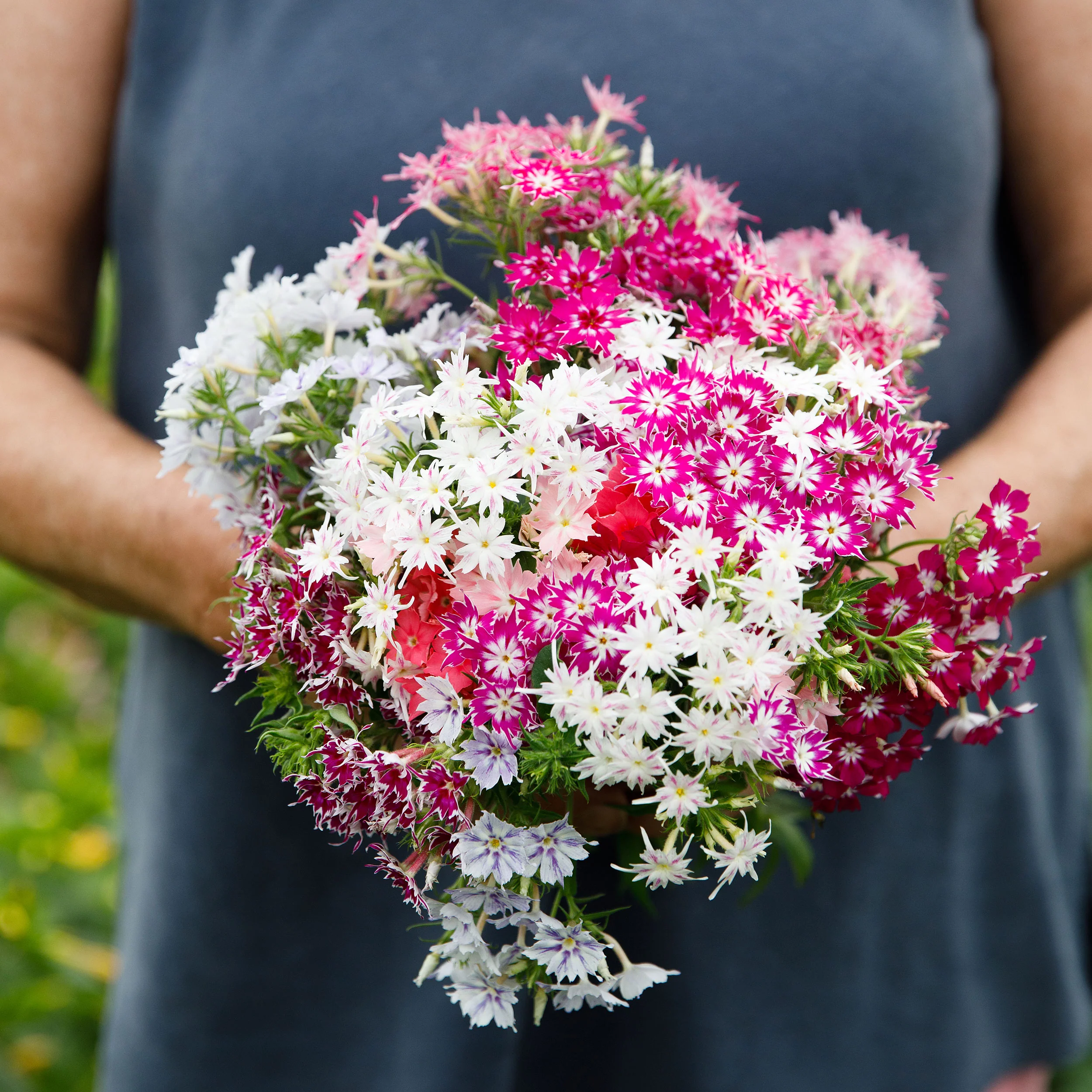 Phlox 'Twinkle Tall Mix' - Image 2