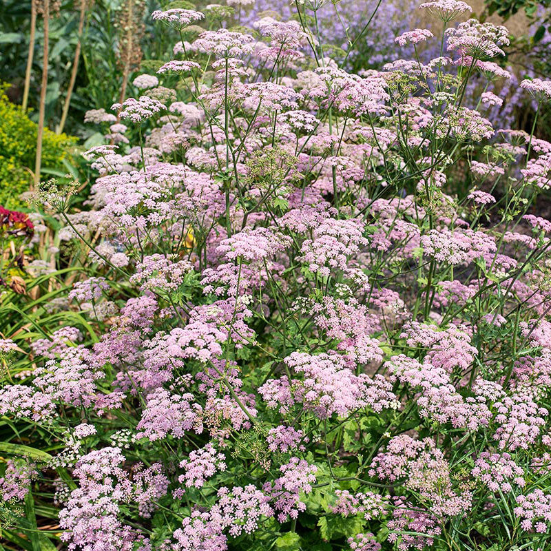 Pimpinella major 'Rosea' - Image 2