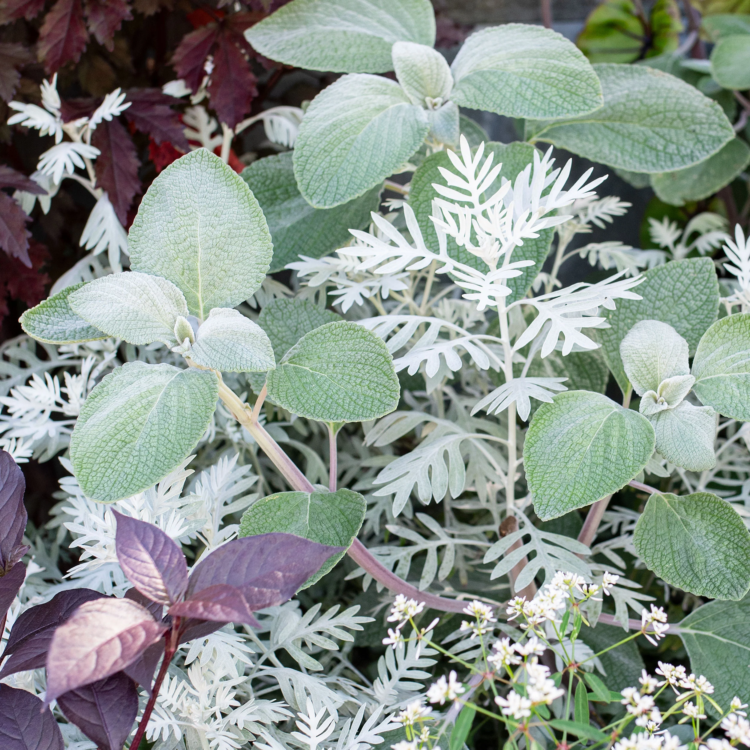 Plectranthus 'Silver Shield' - Image 2