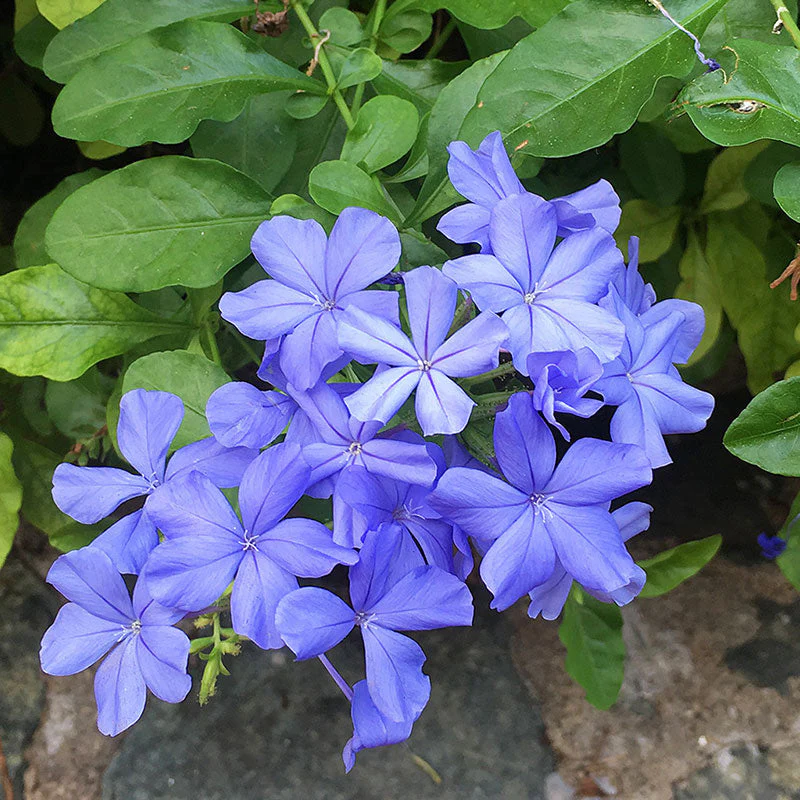 Plumbago 'Imperial Blue' - S1 - Image 2