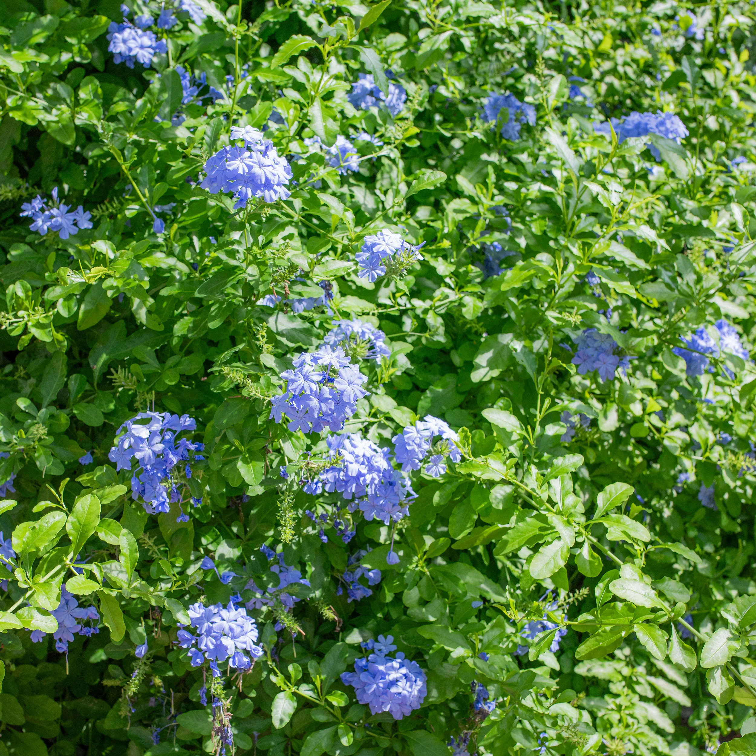 Plumbago 'Imperial Blue' - S1 - Image 3