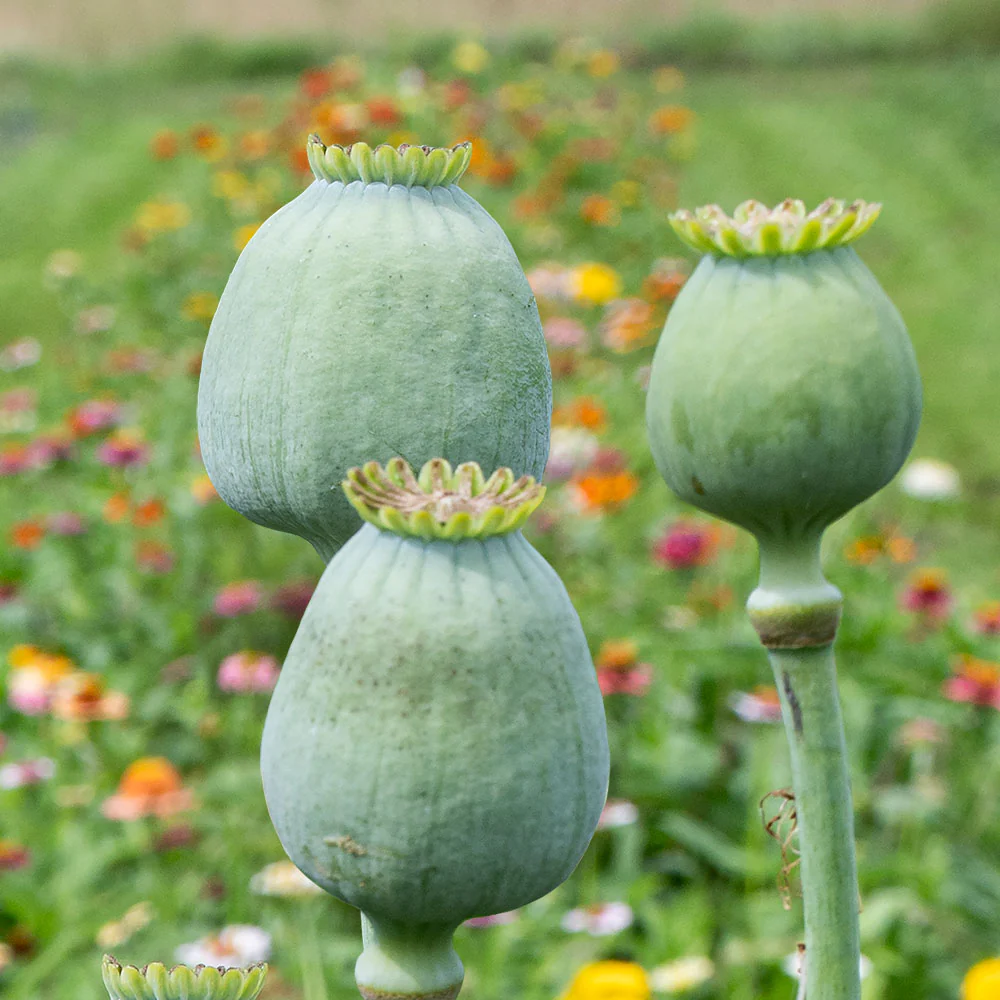 Poppy 'QIS® Bowling Ball' - Image 2