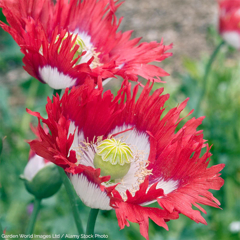 Poppy 'Danish Flag' - Image 2
