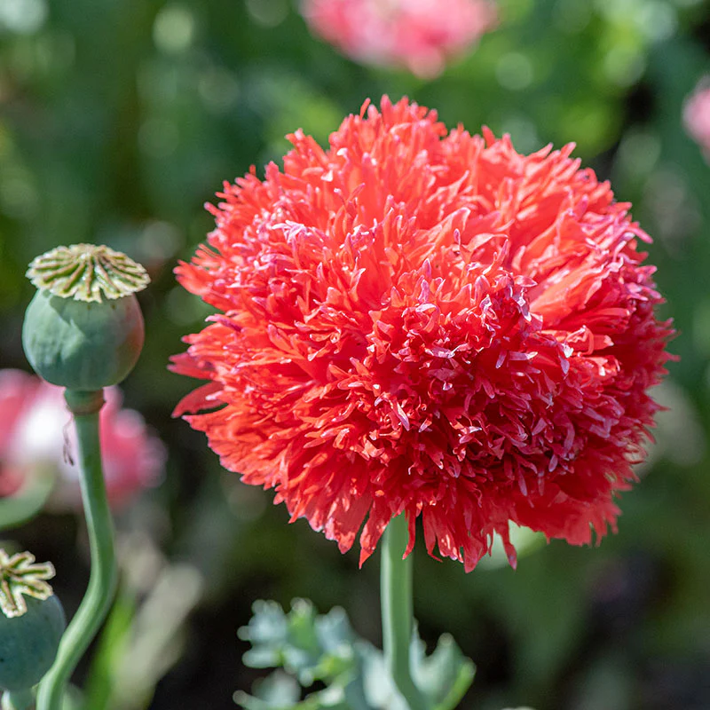 Poppy 'Feathered Mix' Organic - Image 2