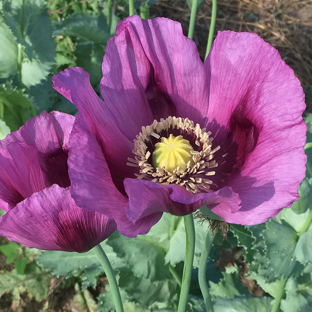 Poppy 'Hungarian Blue' - Image 2