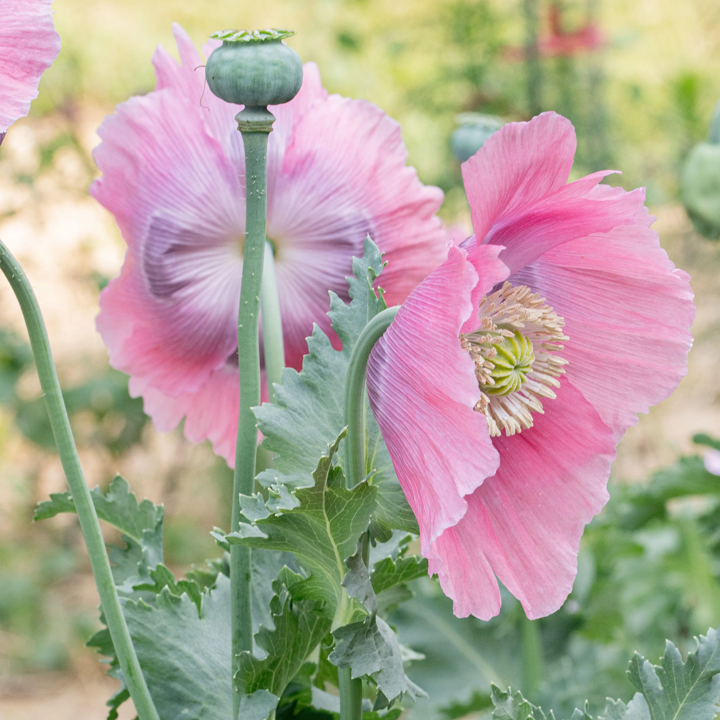 Poppy 'Imperial Pink' Organic - Image 2