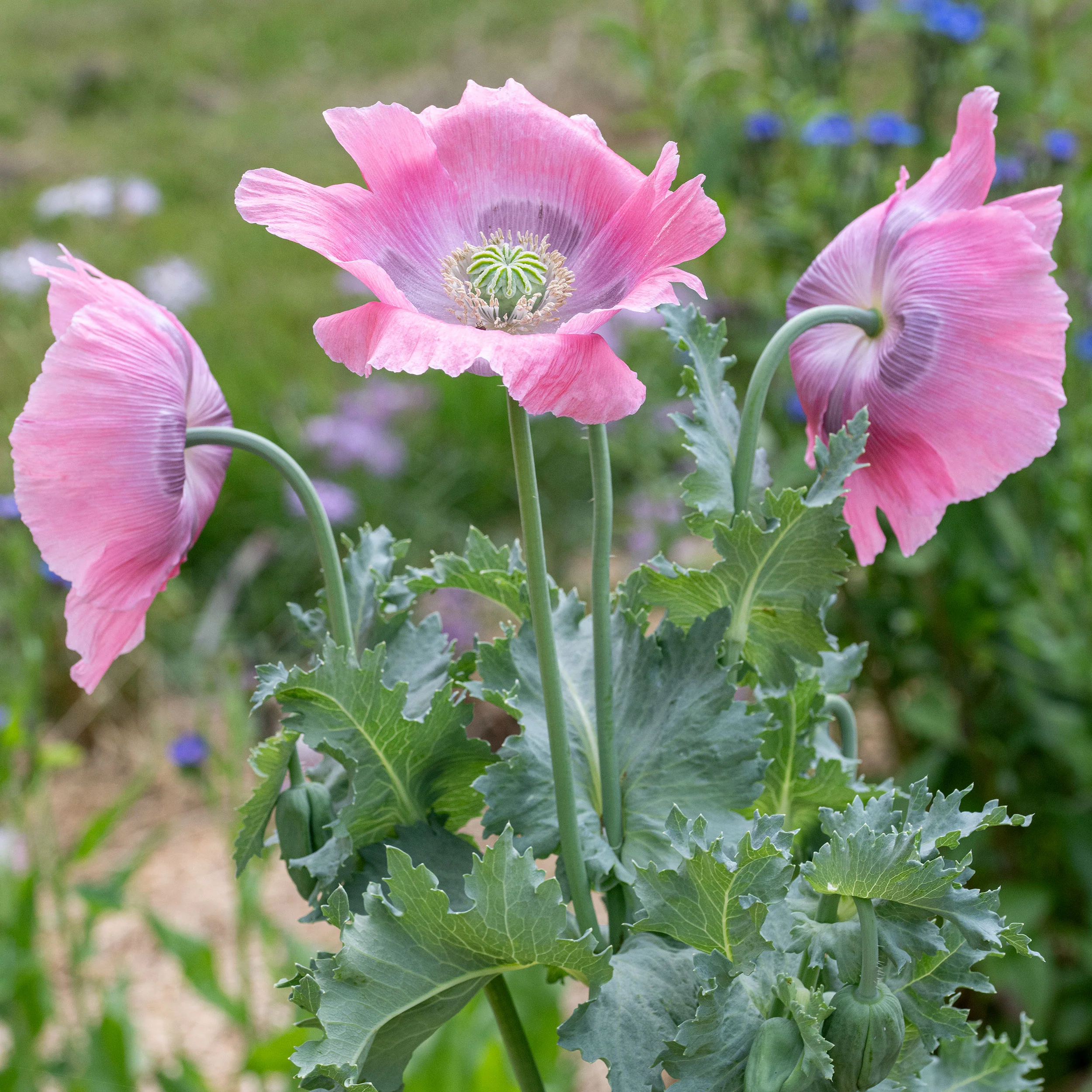 Poppy 'Imperial Pink' Organic - Image 3