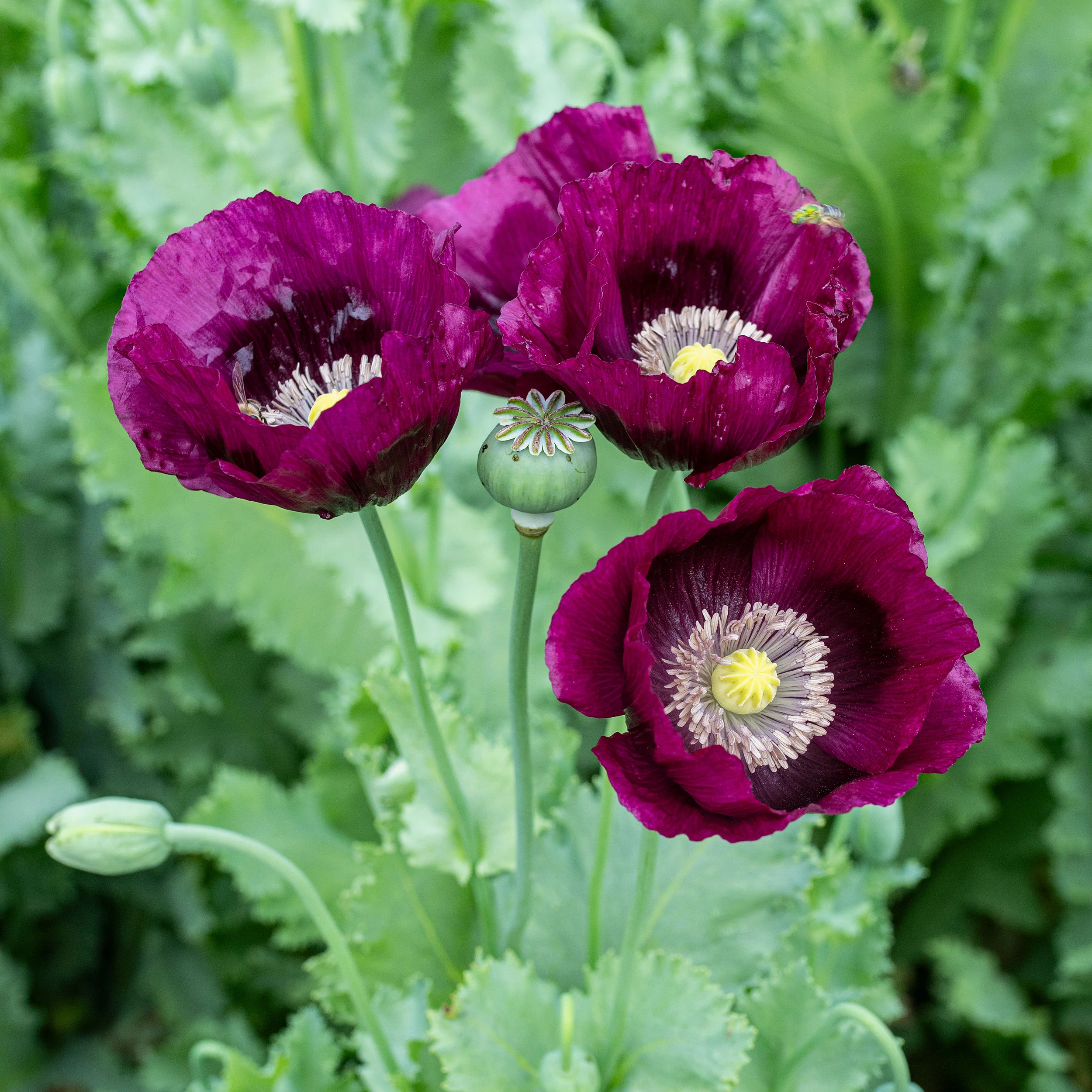 Poppy 'Lauren's Grape' - S2 - Image 3