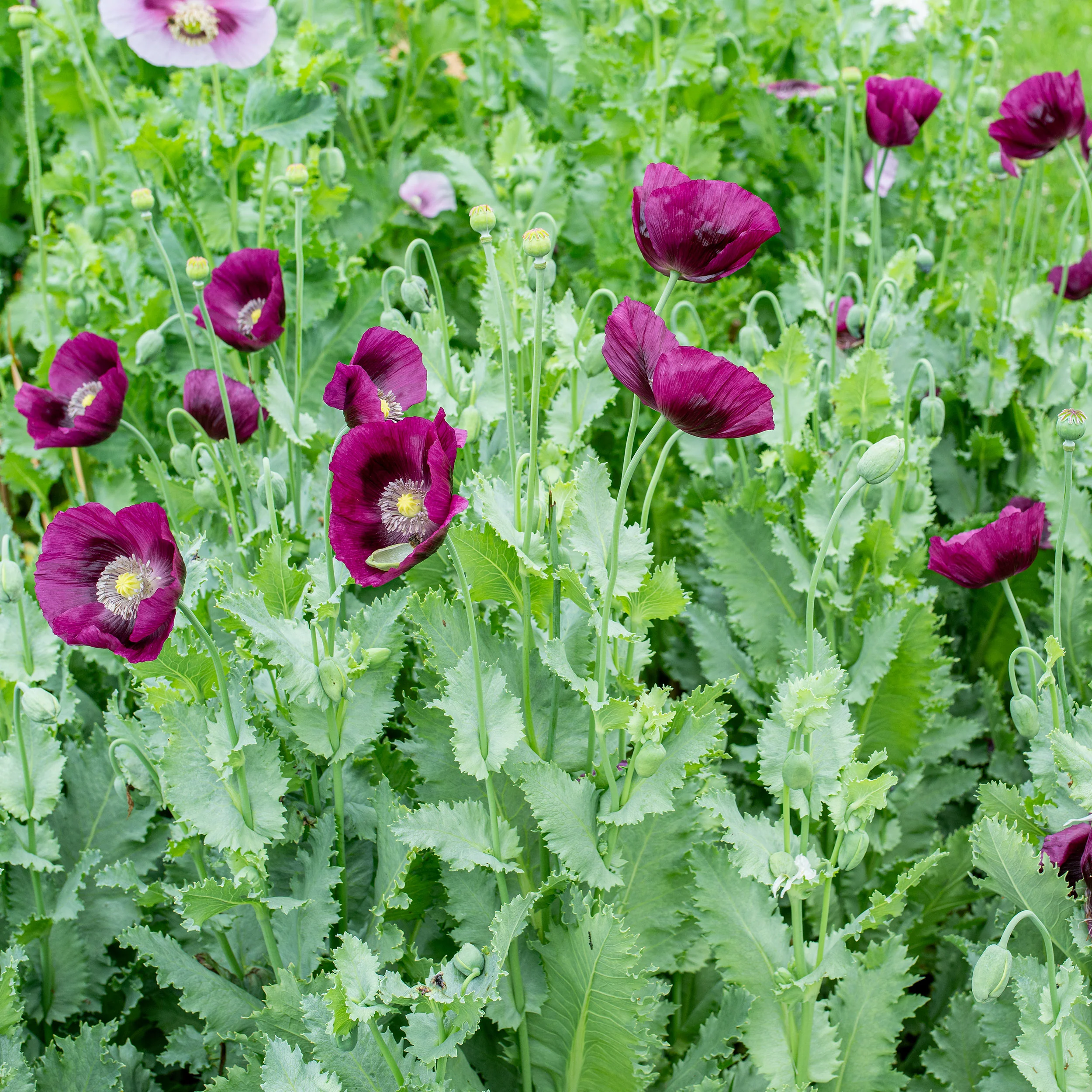 Poppy 'Lauren's Grape' - S2 - Image 4