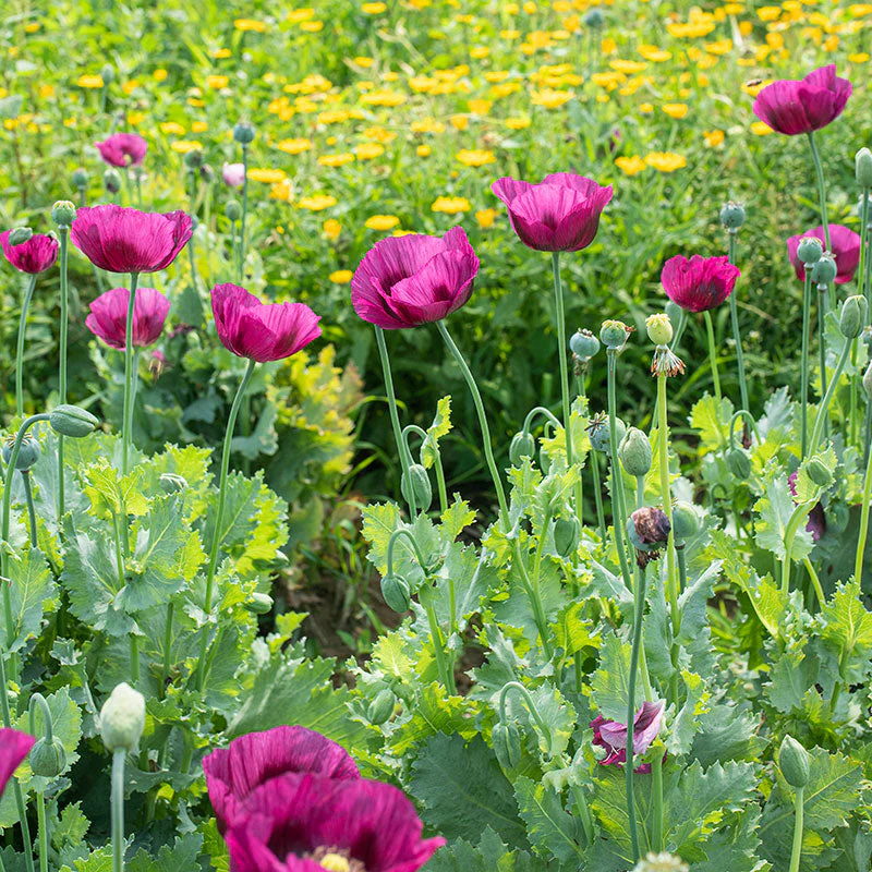 Poppy 'Lauren's Grape' - Image 4