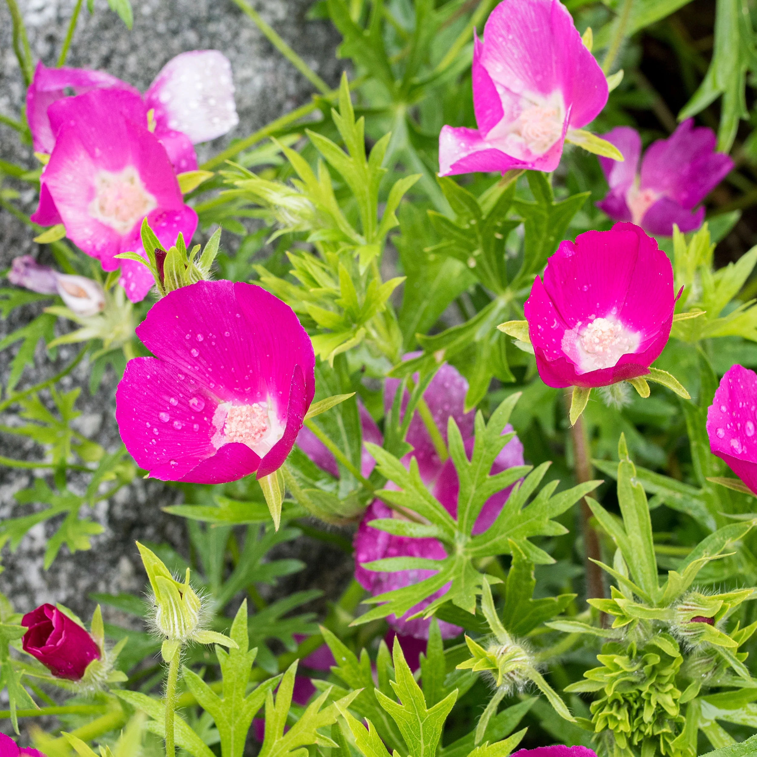 Poppy Mallow - Image 2