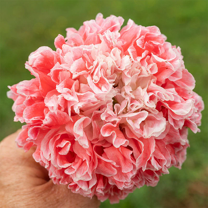 Poppy - Peony 'Frosted Salmon' - Image 2