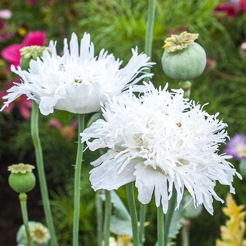 Poppy 'Swansdown' - Image 3