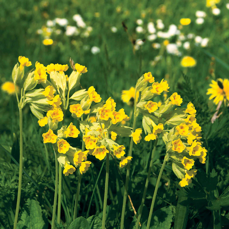 Primrose 'Cowslip' - Image 2