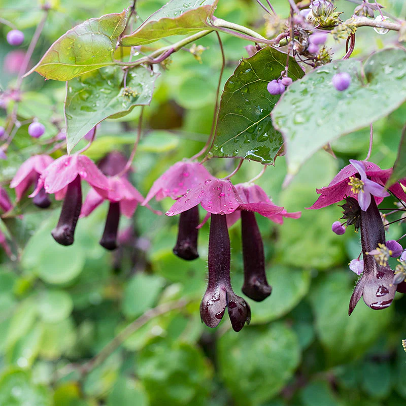 Purple Bell Vine - S1 - Image 2